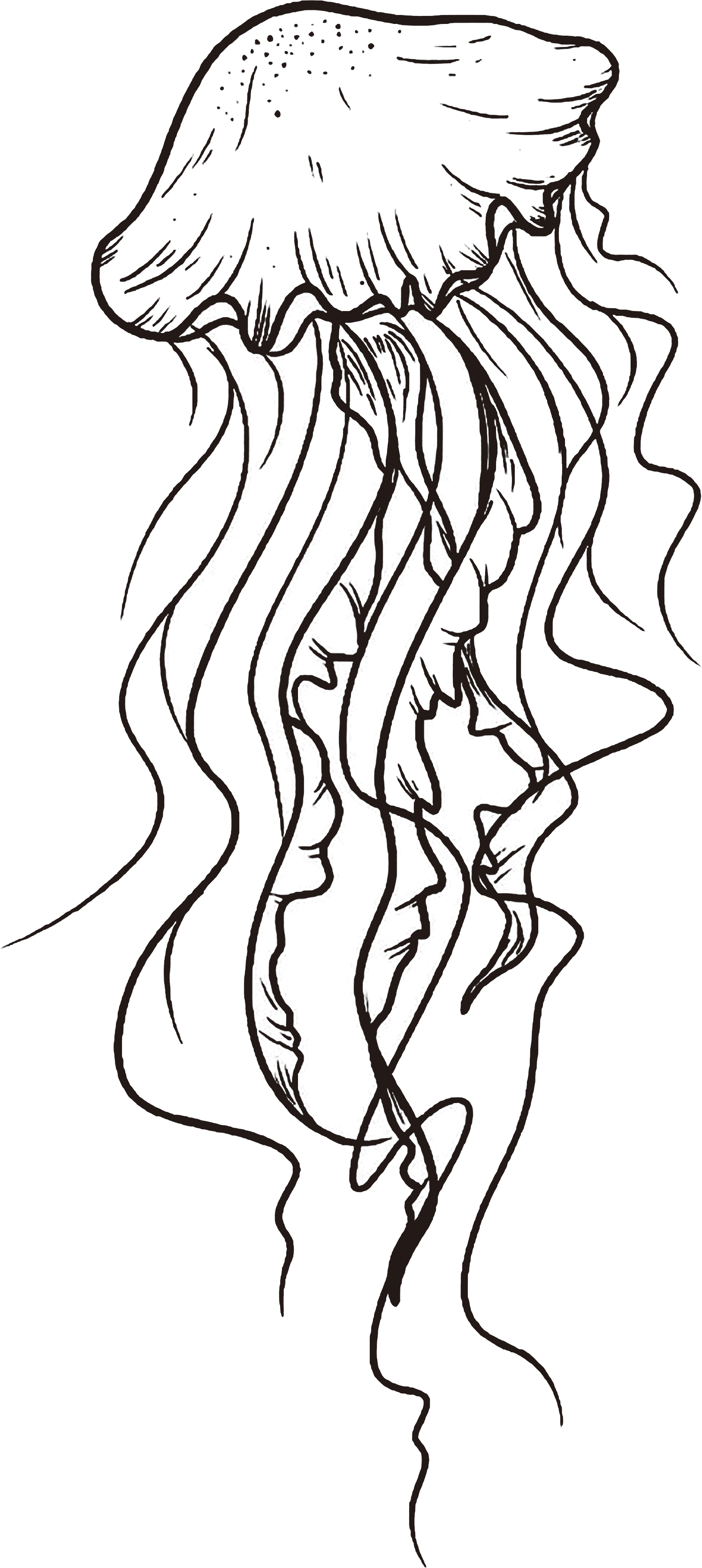 Sea Jelly Fish image 1